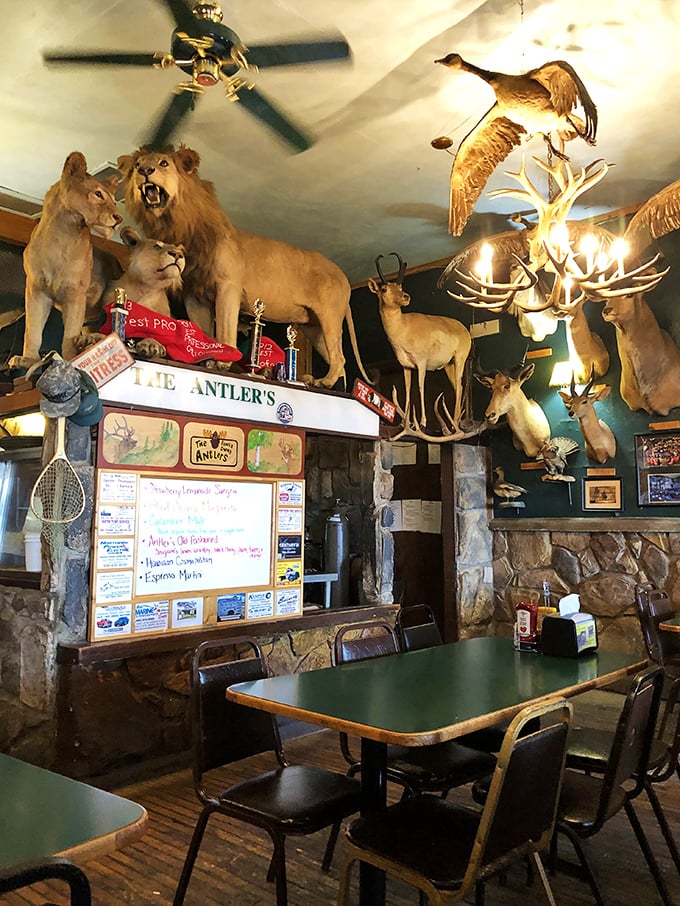 Lions and tigers and bears, oh my! This dining room is where 'The Jungle Book' meets 'Cheers' – everybody knows your mane.