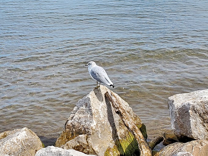 "Meet the local welcoming committee. He's not much for small talk, but his people-watching game is on point."