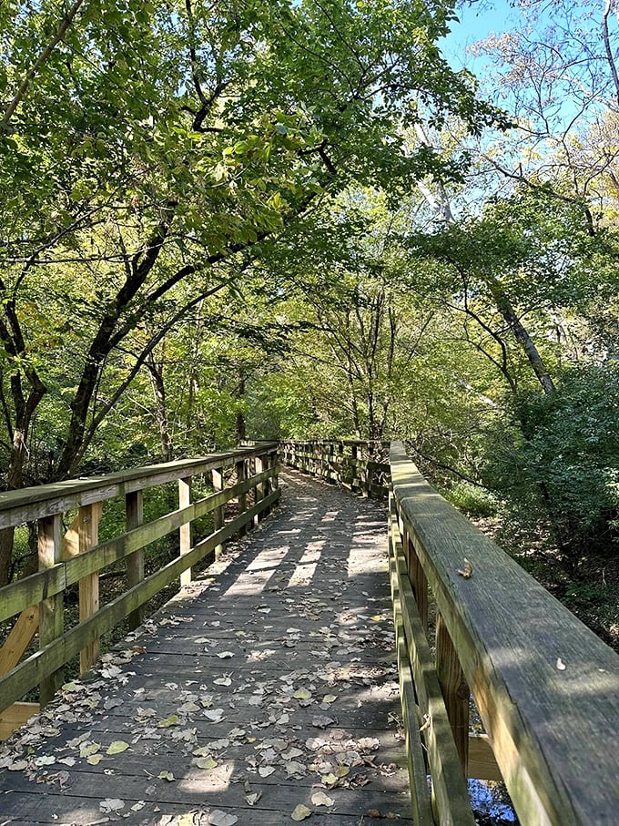 Stroll through nature's art gallery, where every turn frames a masterpiece worthy of Bob Ross's happy little trees.