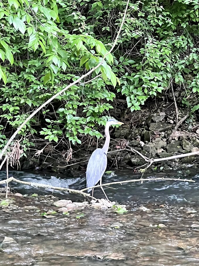 Looks like we've got a local celebrity! This heron's posing better than most Instagram influencers I've seen.