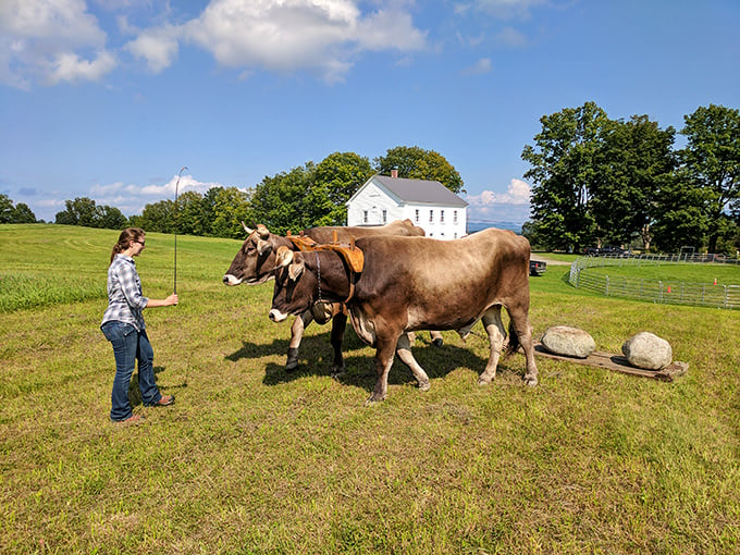 Moo-ving back in time! These gentle giants are giving visitors a taste of 19th-century farm life. It's a real-life "Little House on the Prairie" moment.