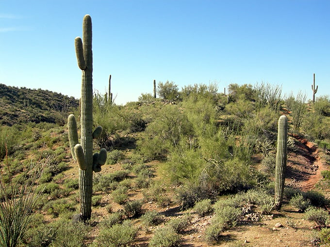 From gold rush to art boom, Wickenburg proves there's more than one way to strike it rich in the desert.