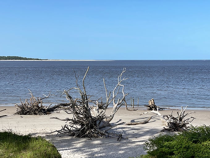 Nature's own modern art installation. These driftwood sculptures would make Picasso jealous – and slightly confused.