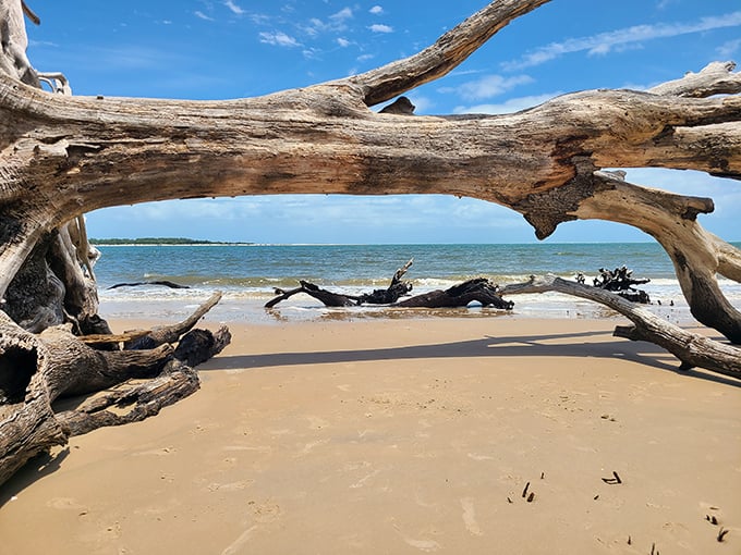 Beach or tree graveyard? Why not both! It's like a Tim Burton film set, but with better tanning opportunities.