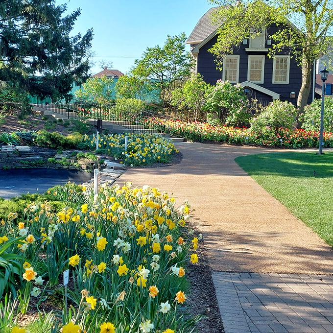 Spring's grand finale! These late-blooming tulips put on a dazzling show, proving that the best is often saved for last. Photo credit: Doug Milford