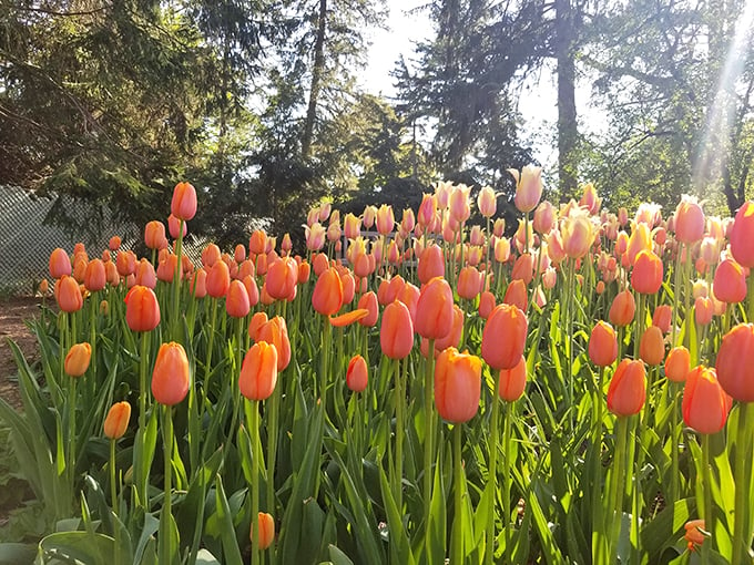 Tulip-mania in full swing! This explosion of color is Mother Nature's way of saying, "Winter's over, let's party!" Photo credit: E R