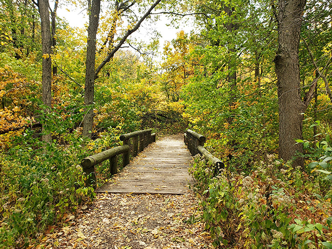 Autumn's golden hour. This sun-dappled path, framed by fall foliage, invites you to take a walk on the wild side. Photo credit: Andi Brown