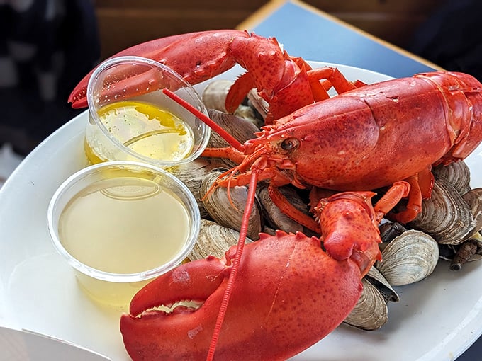 Meet your dinner: A magnificent Maine lobster lounging on a bed of steamers, ready for its butter bath. Photo credit: Anne Chenoweth-Ruble