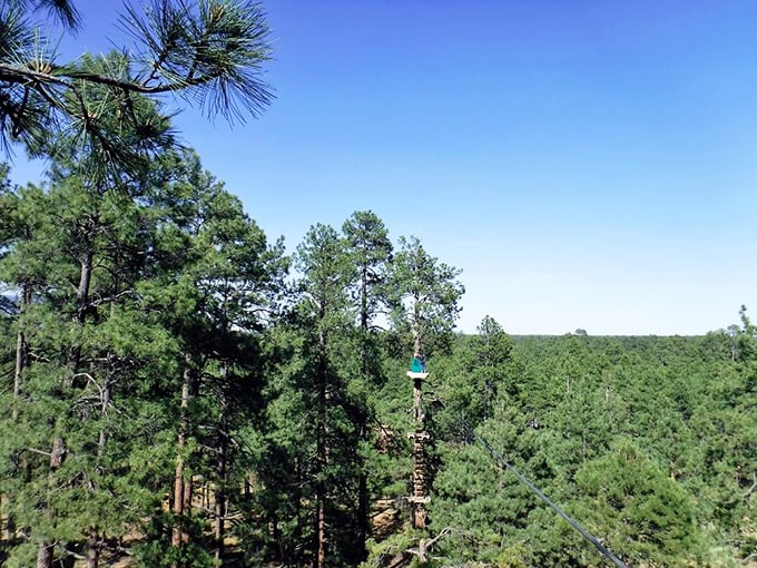 A bird's-eye view that'll make you green with en-tree. This lofty perspective showcases nature's beauty and human ingenuity.