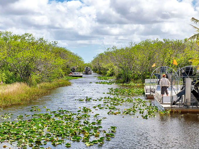 Gliding through the Everglades: Where 'gator watching becomes an extreme sport for the mildly adventurous!