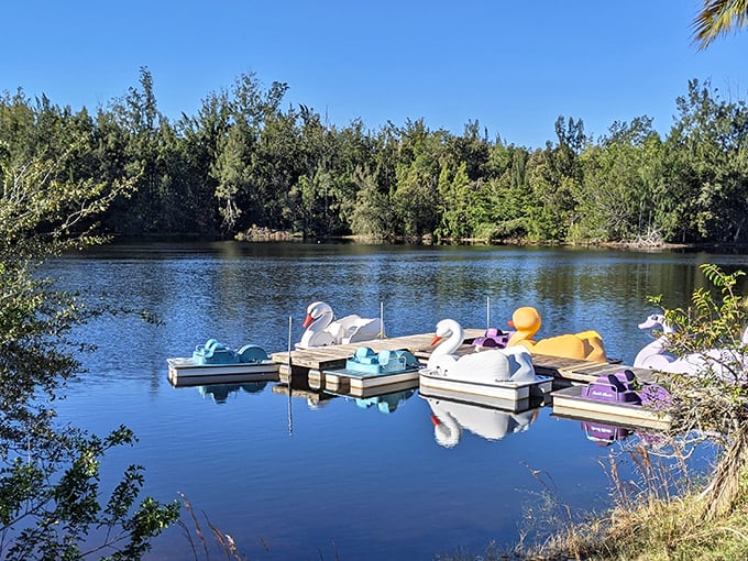 At Tree Tops Park, swan boats rule the roost. It's like "The Notebook" scene, but with 100% less Ryan Gosling and 200% more fun!