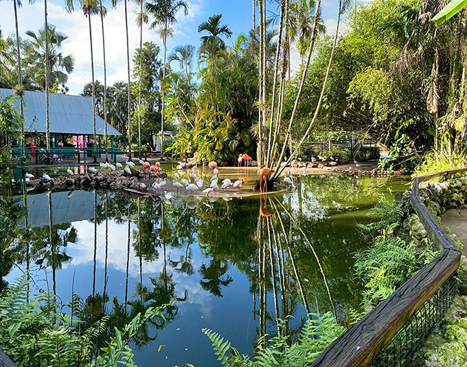 Flamingo Gardens: Where pink birds strike poses that would make Instagram influencers green with envy!