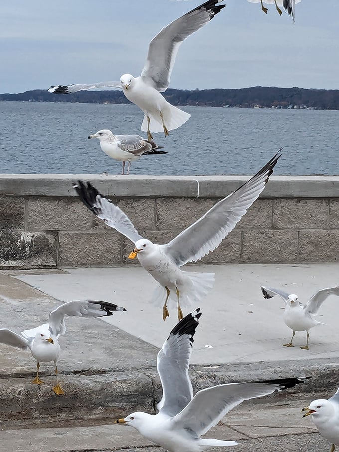 Seagull shenanigans! These feathered acrobats put on a show that rivals any Cirque du Soleil performance.