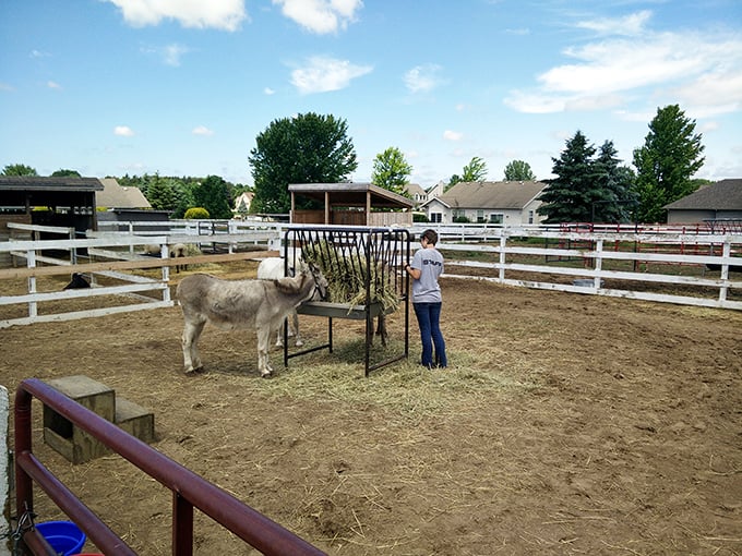 Old MacDonald, eat your heart out! This critter barn is where city slickers become farm fanatics in 60 seconds flat.