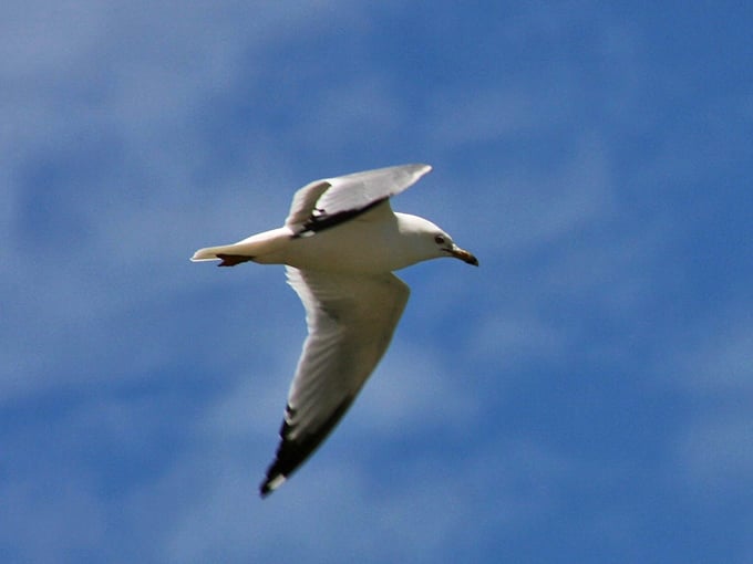 Talk about air miles! This seagull's mastered the art of soaring through Michigan skies better than any frequent flyer.