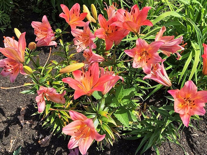 Trumpet lilies stealing the show! These divas of the garden world are giving a performance worthy of a standing ovation.