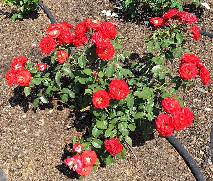 Red alert! These roses are so vibrant, they could make a fire truck blush. Talk about flower power!