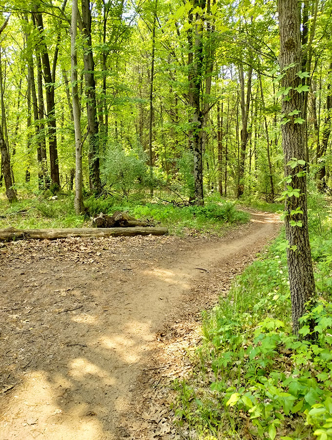 Where the wild things are... just a stone's throw from downtown. Lush forest trails beckon hikers and nature lovers to explore Chelsea's greener side.