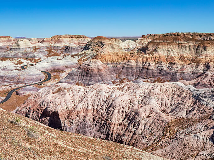 Trees turned to gemstones? It's nature's ultimate long-term investment plan!