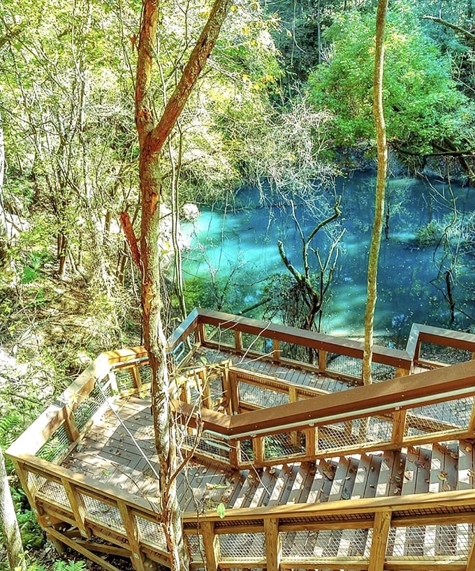 Florida's hidden rainforest awaits! 232 steps down, a world of wonder unfolds in this geological gem.