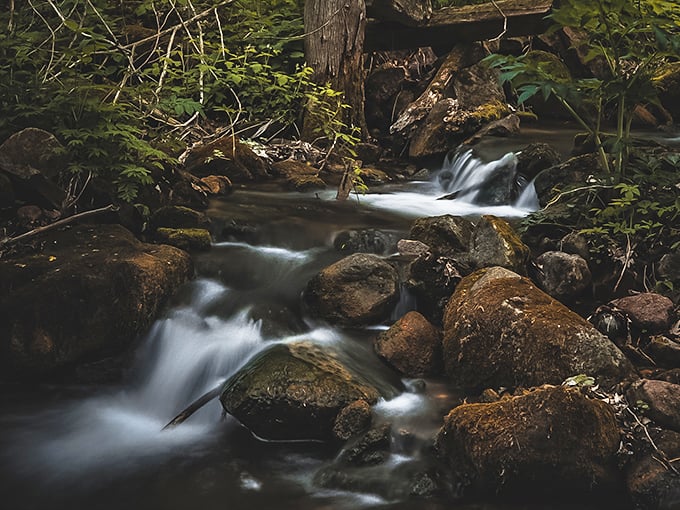 Parfrey's Glen: Wisconsin's first State Natural Area and nature's own vertical garden. It's like someone spilled Miracle-Gro on the side of a cliff!