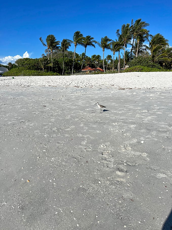 Bird's the word! This feathered friend is living its best beach life, probably contemplating its next seafood dinner.