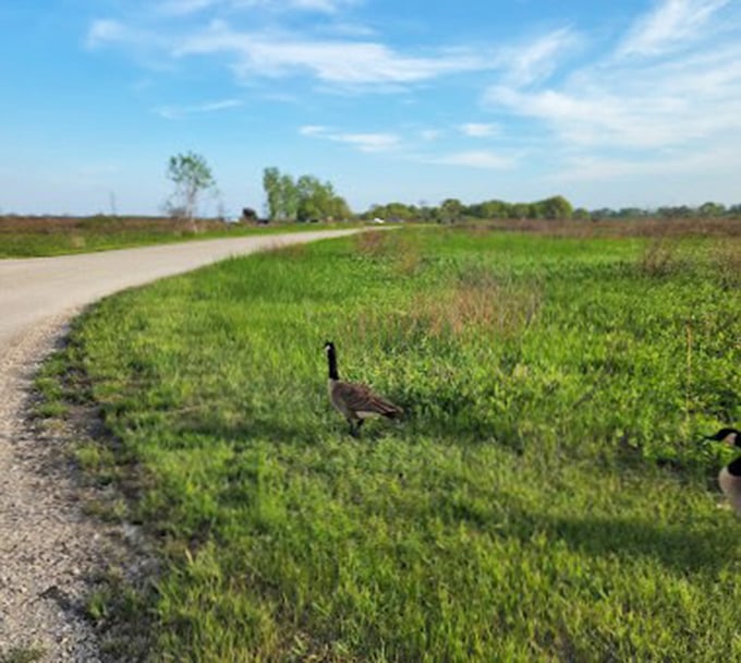 Goose on the loose: This feathered local is living its best life, strutting down nature's red carpet.