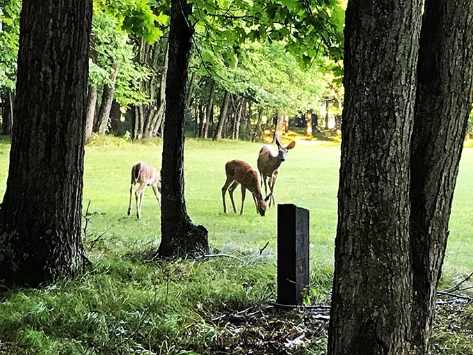 Deer diary: Today I saw some humans in my dining room. They seemed nice, but they didn't bring any snacks.