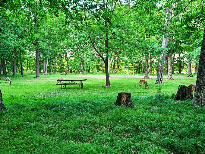 Picnic paradise: Where squirrels are your waiters and birdsong is the background music. Don't forget to tip... with acorns!