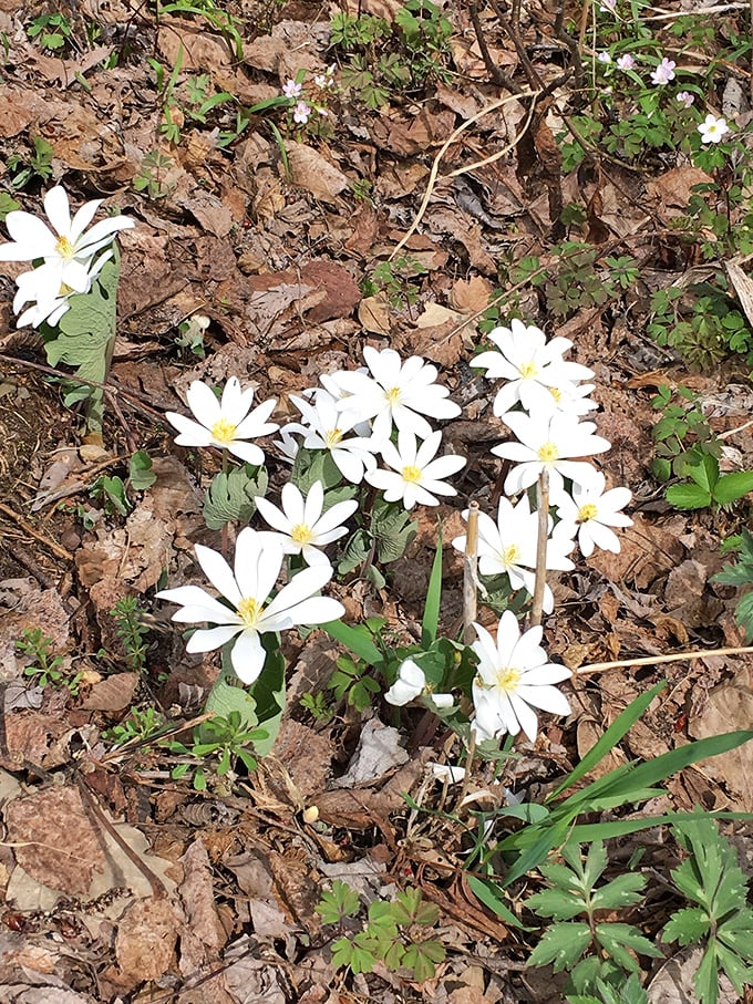 Spring's dainty dancers: These wildflowers pirouette in the breeze, putting on a show that rivals any Broadway production.