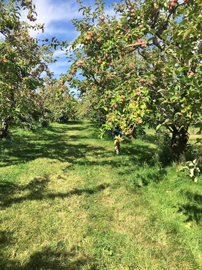 An apple lover's paradise. These trees are so laden with fruit, they look like they're auditioning for a still life painting.