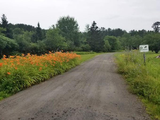 The road less traveled... because it leads to a giant wooden dinosaur. Orange daylilies line the way like nature's own caution tape.