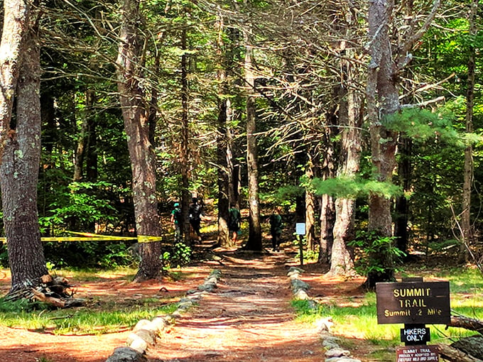 Forest bathing, Maine style! Immerse yourself in a sea of green that's more rejuvenating than any fancy spa treatment.