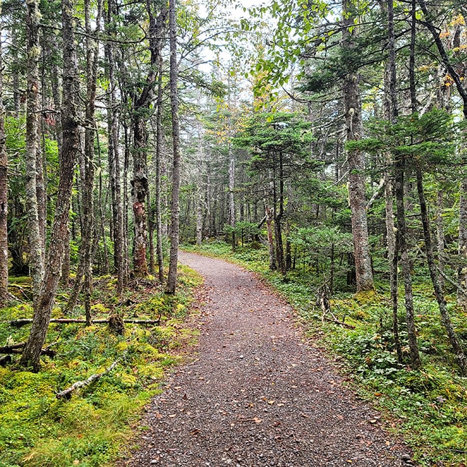 Foggy with a chance of awe! Even on misty days, this coastal gem shines brighter than your car's high beams.