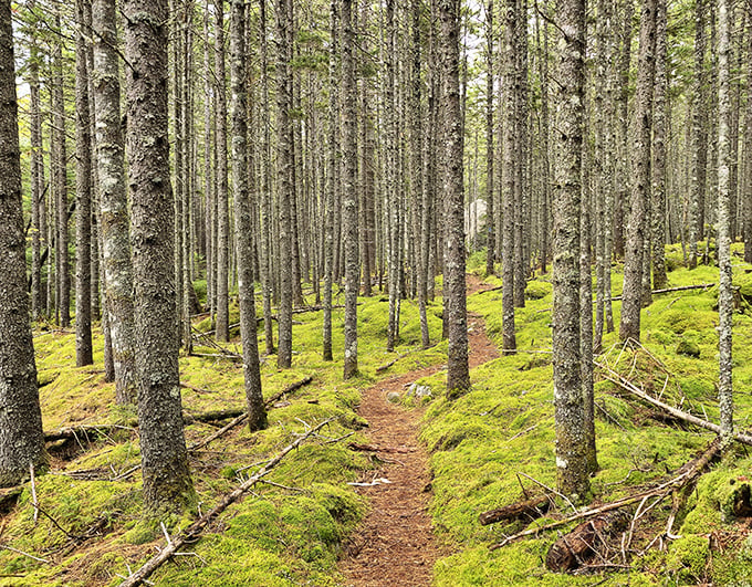 Moose-spotting central! Keep your eyes peeled for Maine's antlered celebrities lounging in pristine wilderness.