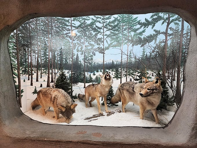 Talk about a wolf pack! This frosty scene gives new meaning to 'winter is coming' – Game of Thrones, eat your heart out.