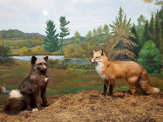 Fox meets fox in this crafty display. It's like a real-life Disney movie, minus the singing woodland creatures.