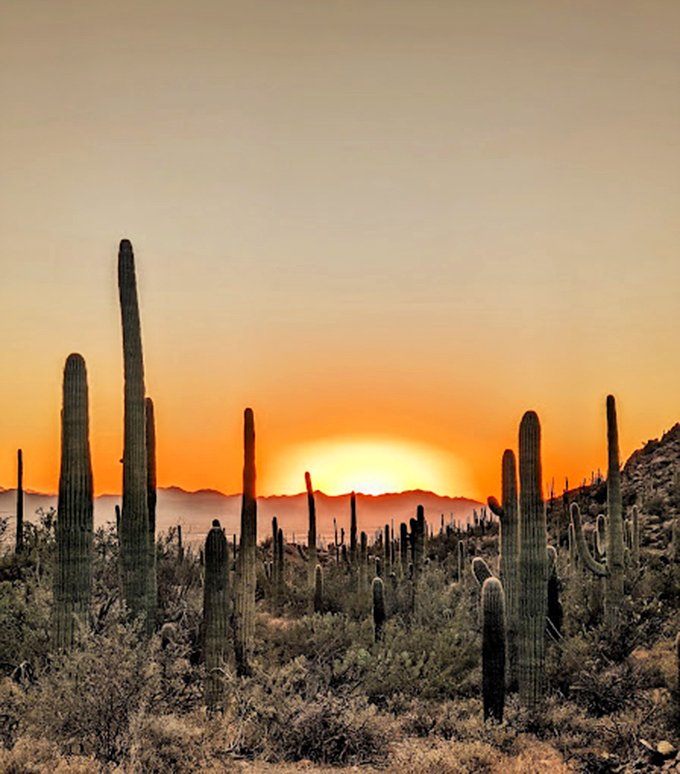 Saguaro National Park: Where the cacti stand tall and proud, like nature's own welcoming committee.