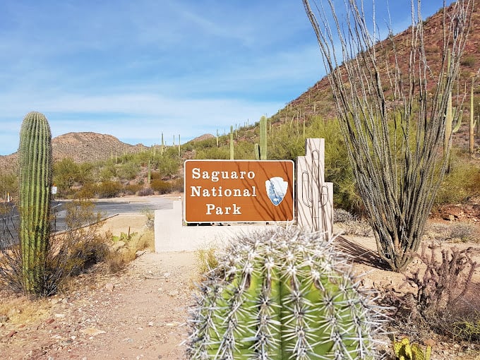 Sunset at Saguaro: When the desert transforms into a silhouetted wonderland straight out of a cowboy's dream.