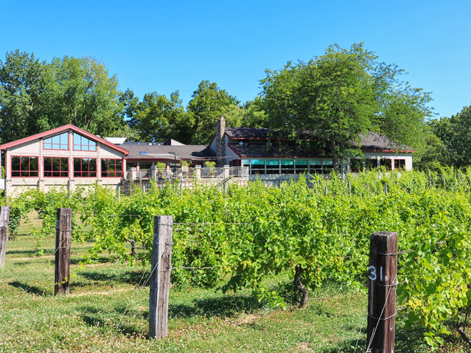 Tabor Hill: Come for the wine, stay for the view. It's like someone painted a masterpiece and added grapes.