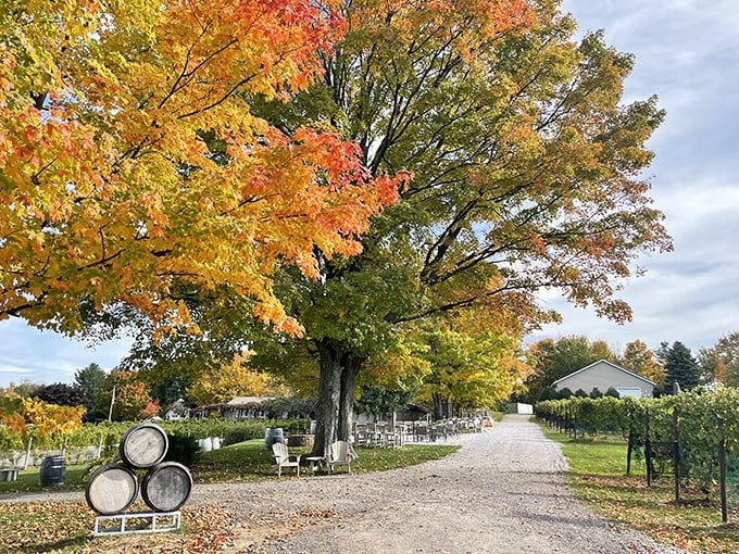 A view that pairs perfectly with any wine. Mother Nature's showing off again, and we're here for it.