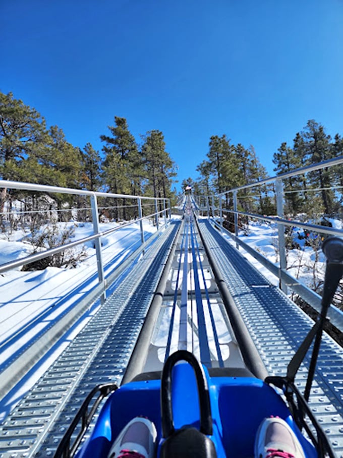 Who needs a sleigh when you've got this? The Canyon Coaster turns winter into a high-speed adventure through a frosty forest.