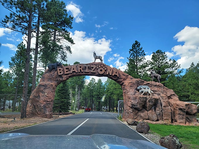 Welcome to Bearizona, where the fur-ocious meet the curious. It's like a Yellowstone safari, minus the "are we there yet?" road trip.