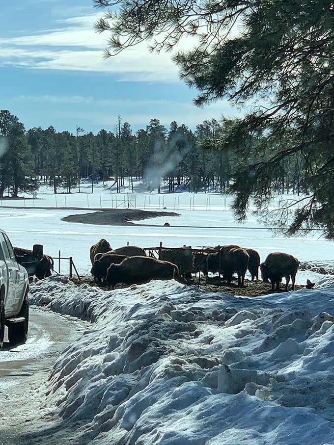 Who invited the bison to the winter wonderland party? In Williams, even the wildlife gets in on the snowy action.