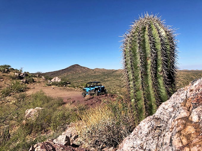 Off-roading in Oracle: Where cacti become spectators and dust is your co-pilot. Just don't expect the saguaro to give you directions!