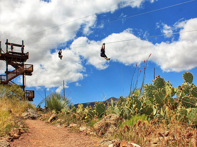 Zip lining in Oracle: Where you can soar like an eagle... if eagles wore helmets and harnesses. It's the desert's answer to Superman!