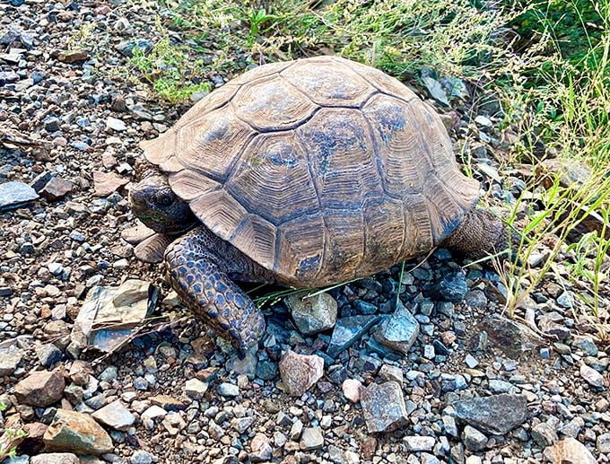 Wildlife encounters in Oracle: Where even the tortoises are on island time. No need to rush when you carry your home on your back!