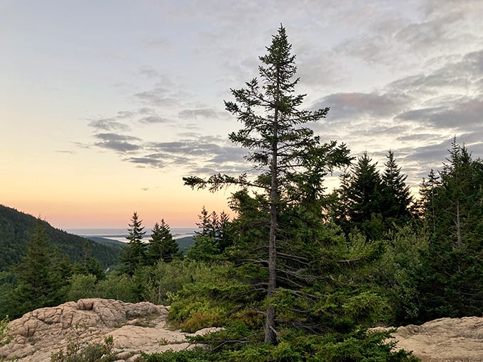 Sunset at Acadia: Where even the trees stand in awe. Mother Nature's nightly light show puts Vegas to shame.