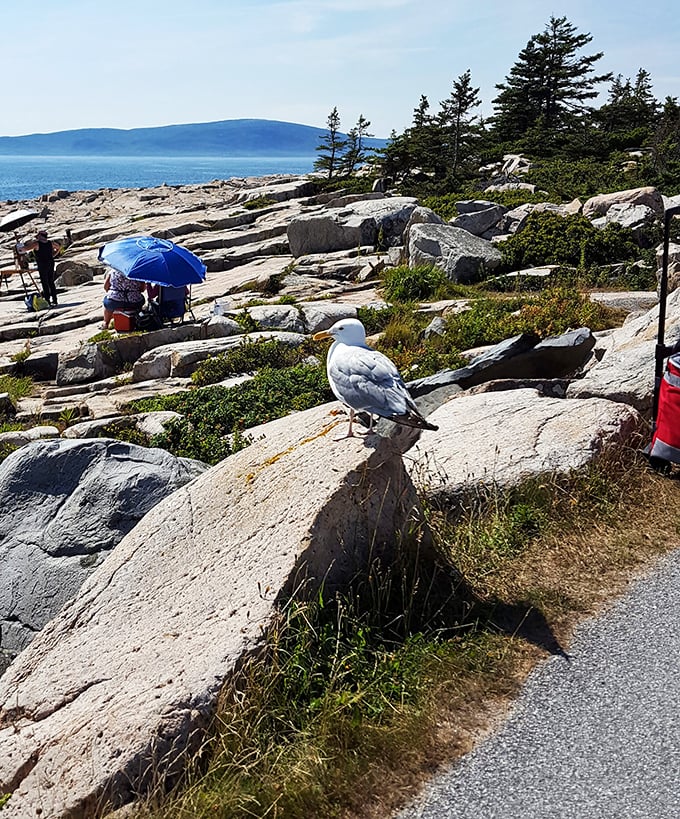 Seagull's got the best seat in the house. Nature's version of front-row tickets to Earth's greatest show.