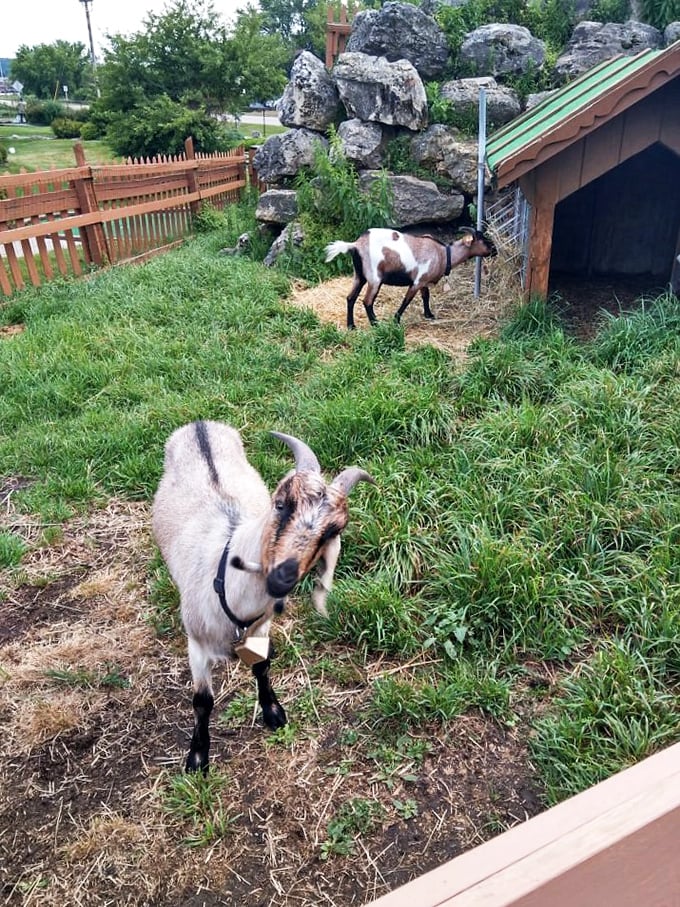 Meet the real G.O.A.T.s of Swissland! These adorable groundskeepers give new meaning to 